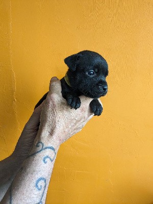 CHIOT Collier Jaune