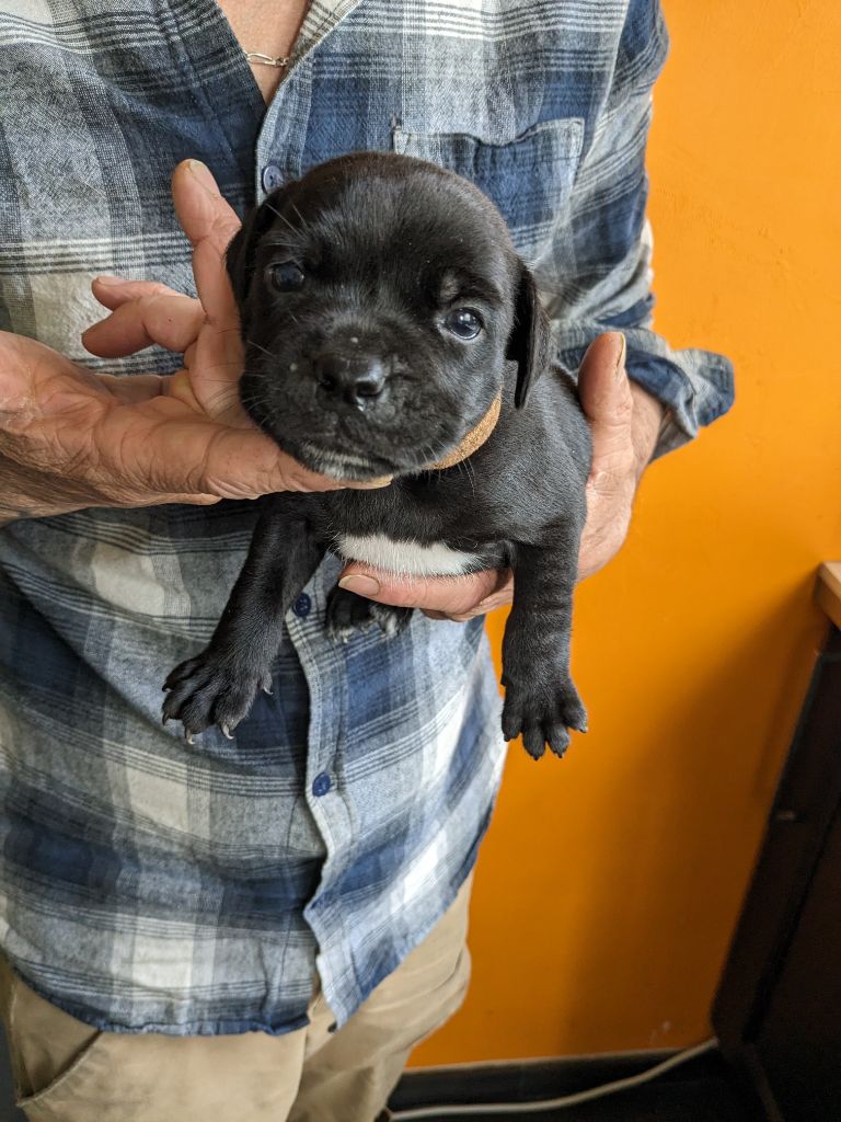 de l'empire tourmaline - Chiots disponibles - Staffordshire Bull Terrier