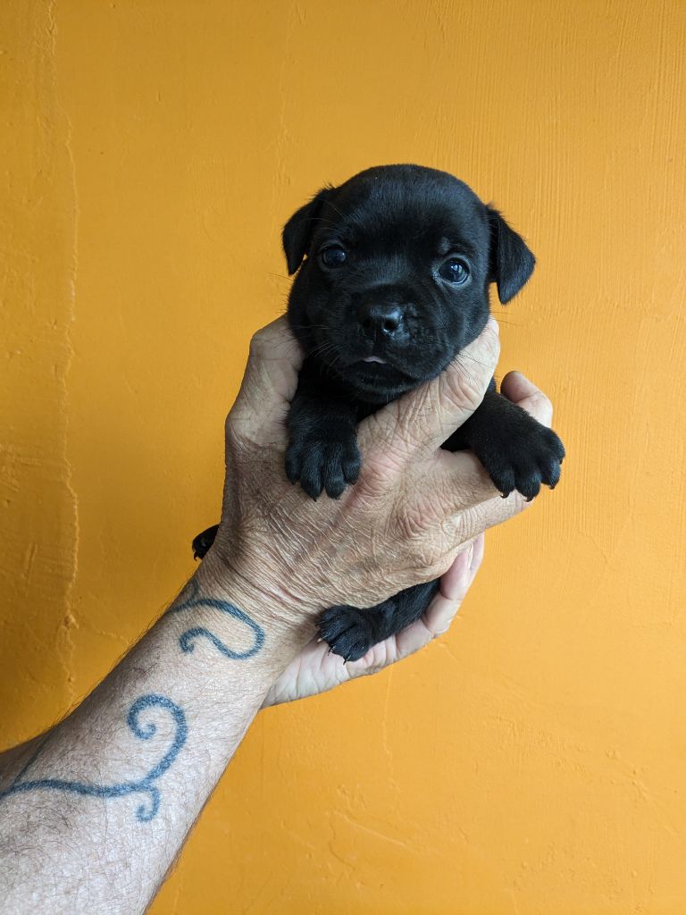 de l'empire tourmaline - Chiots disponibles - Staffordshire Bull Terrier